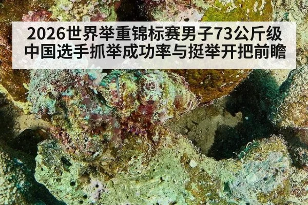 2026世界举重锦标赛男子73公斤级中国选手抓举成功率与挺举开把前瞻